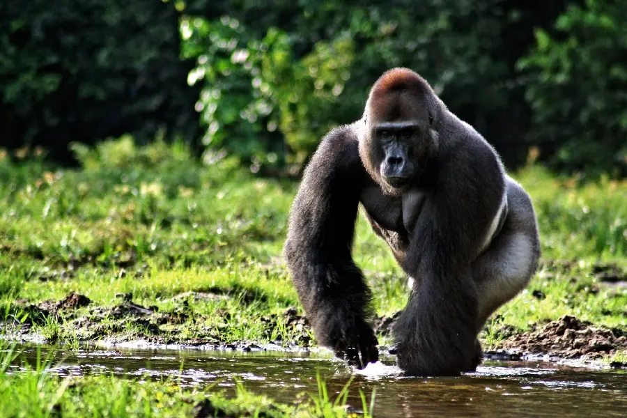 Large male silverback gorilla in the river and eating