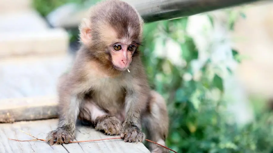 Brown monkey photo