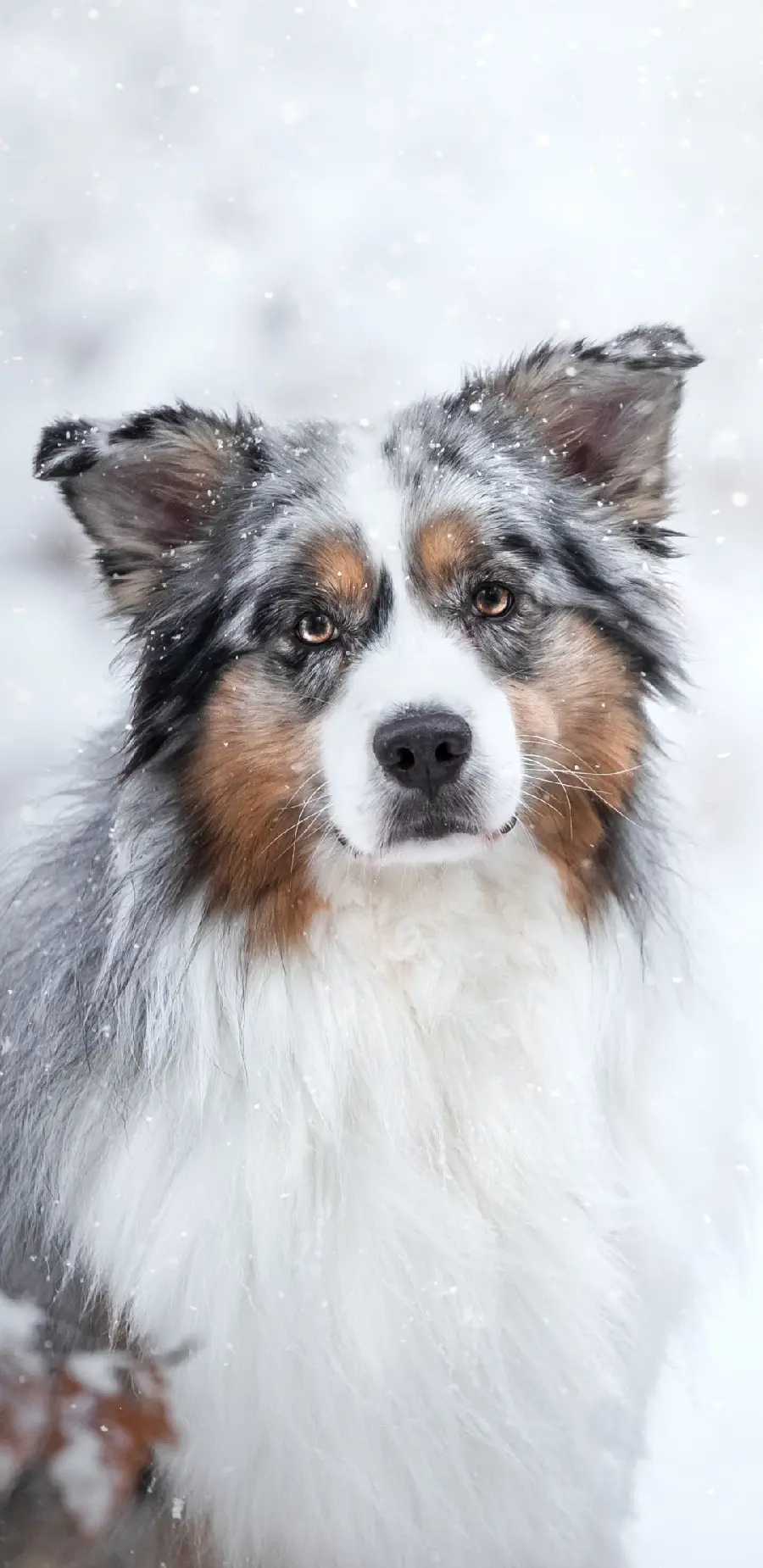 Australian dog mobile phone wallpaper