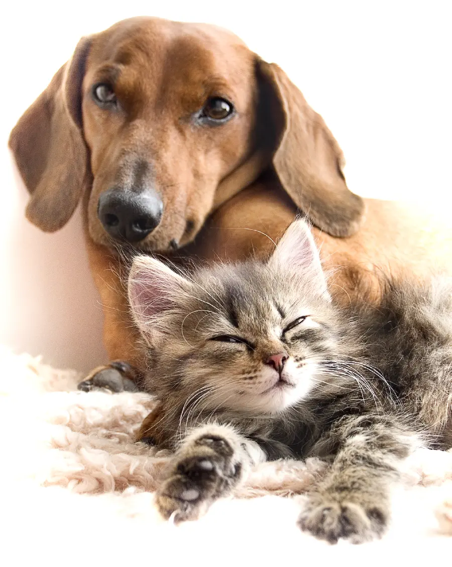 Animal Photos of Dogs and Cats and Pets
