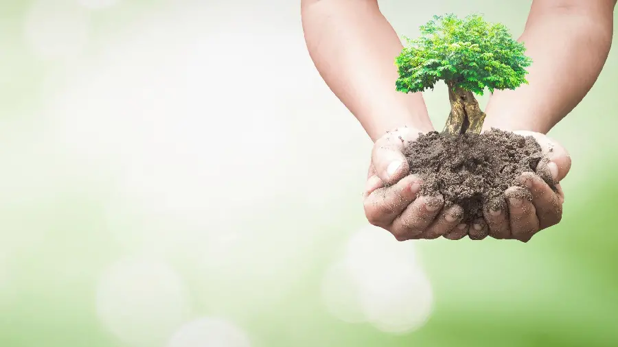 Image of Planting Saplings in Hand for Arboriculture Profile