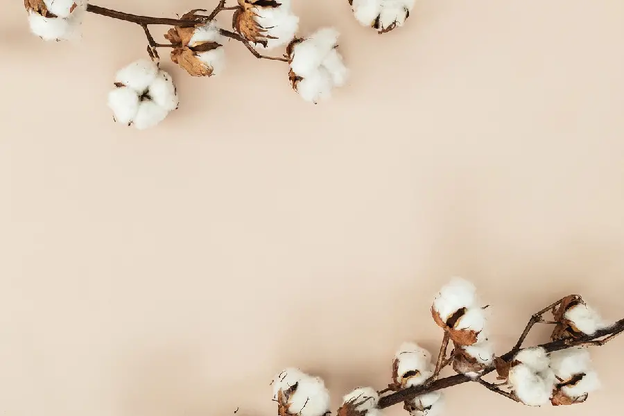Download simple and minimal background with simple white cotton flowers for Write natural border text