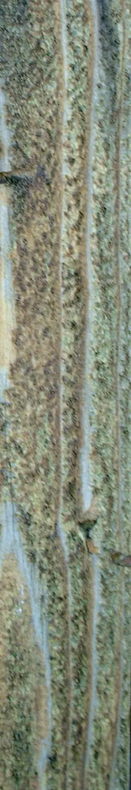 Wooden plank