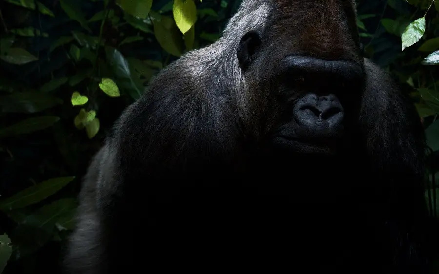 Cool Silverback Gorilla Wallpaper for Computer
