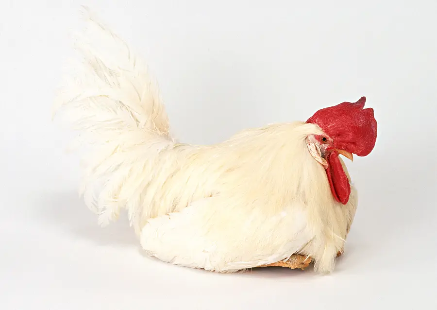 High quality white rooster photo