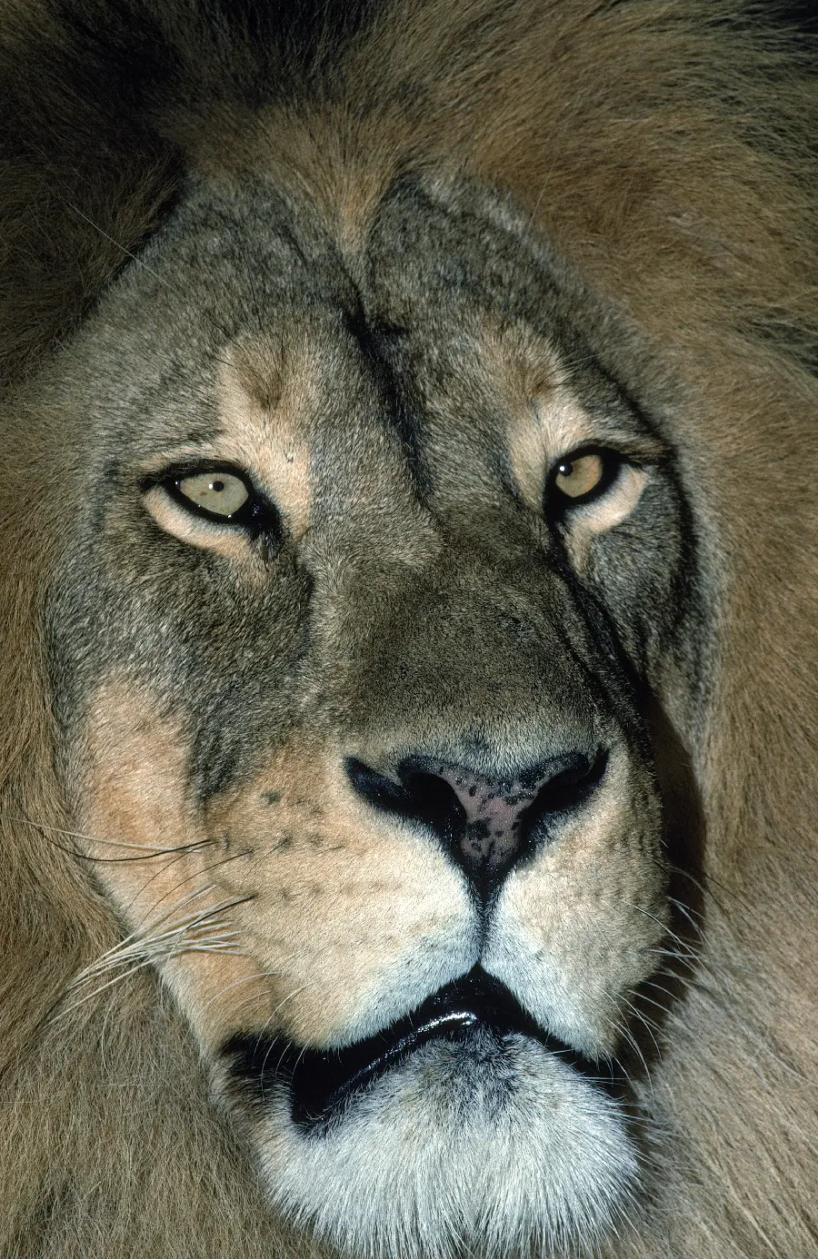 Photo of a lion and animals of the king of the forest