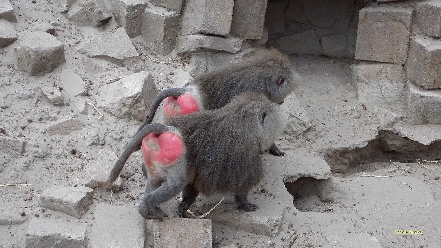 Picture of two funny baboons in the zoo
