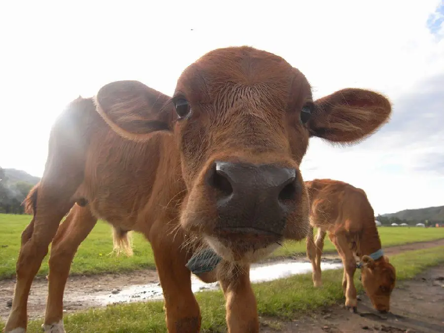 Picture of Cute and Brown Calfs in a Green Field