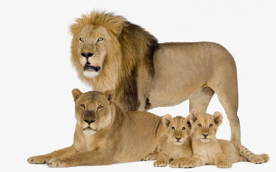 Family photo of the king of the jungle lion with a lion cub and Mother Lion