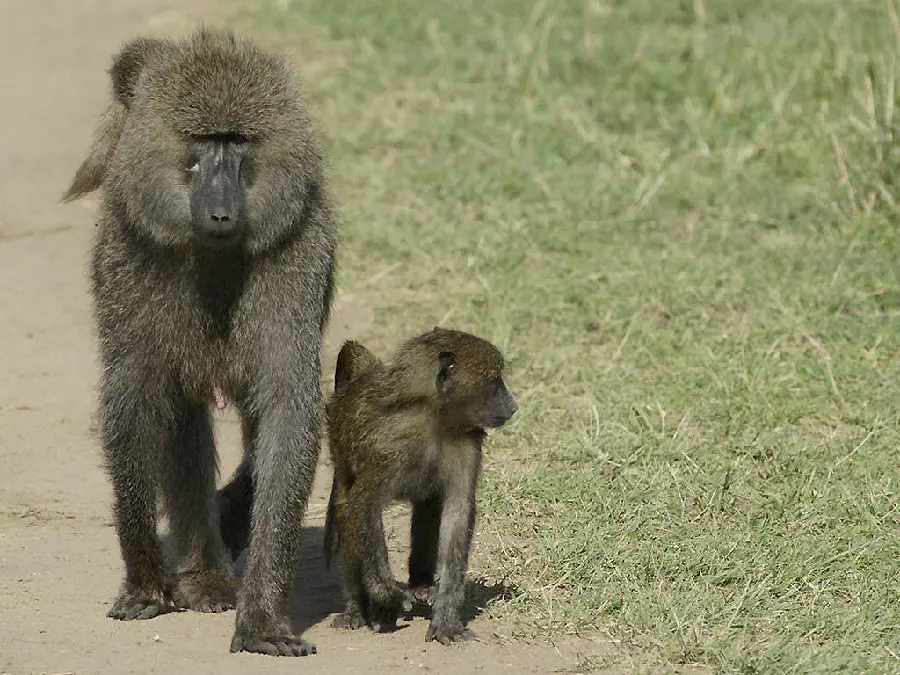 Baby Baboon Photo with Mother