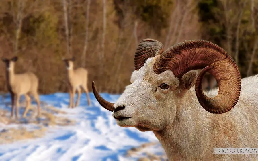 Wild Mountain Goat Photo