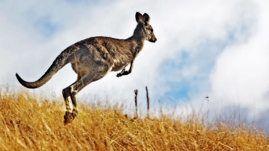 Photo of Australian kangaroo for wallpaper