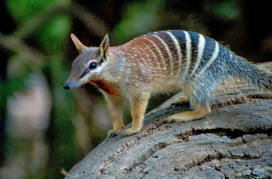 Download Australian Animals Wallpaper