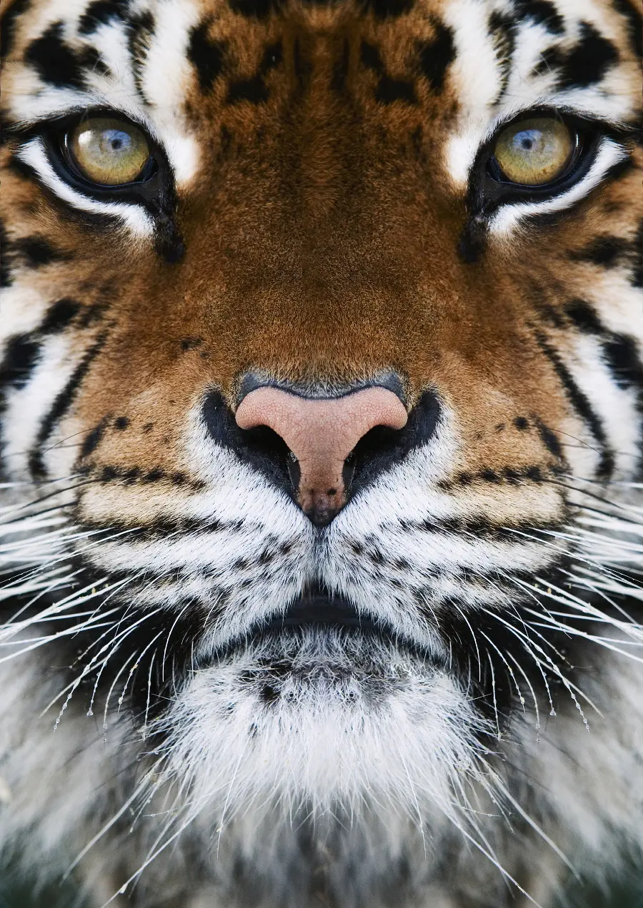 Tiger animal photo and tiger animals