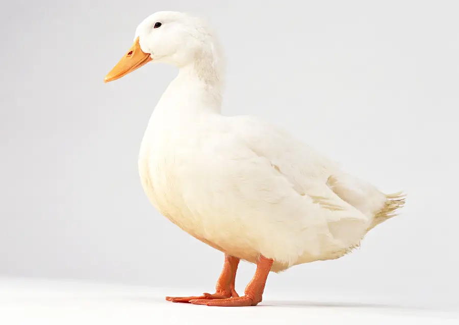 White Duck Animal Studio Photo