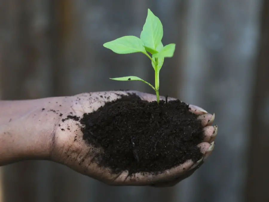 Seedlings in hand for profile on Arbor Day