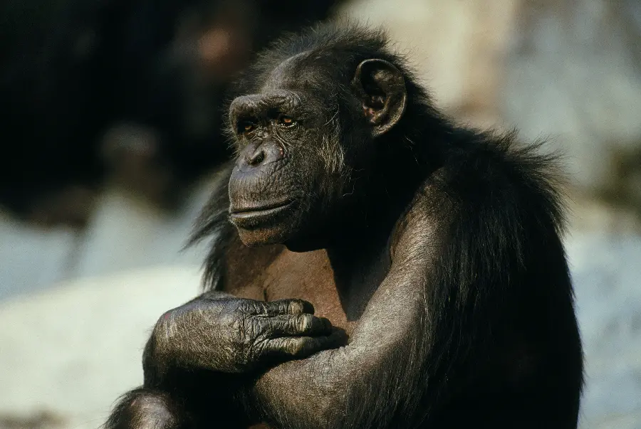 Monkey in wildlife documentary