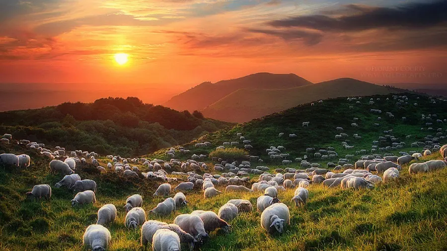 Image of a flock of sheep and sunset grazing in a lush pasture for computer and laptop wallpaper