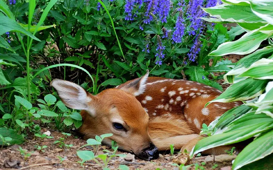 Free Download Wallpaper of Cute Baby Deer Next to Green Leaves for Desktop Wallpaper