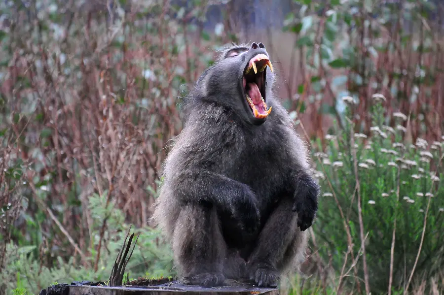 Photo of a male baboon with a big mouth and sharp teeth