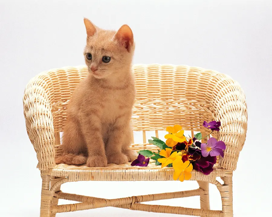 The cleanest pet