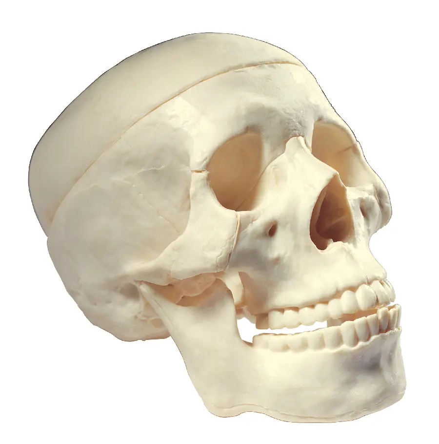 Photo of the skull for articles on the brain and nerves
