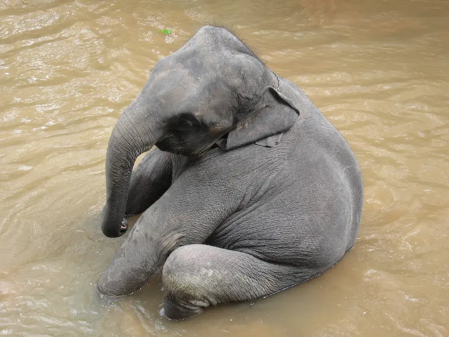 Picture of a cute baby elephant lying on the ground