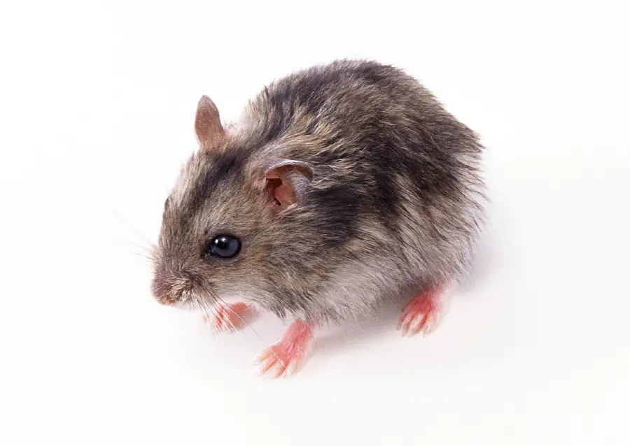 Black mouse studio photo
