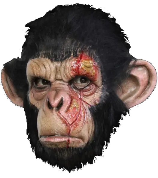 Angry PNG chimpanzee with a scarred face for printing and graphic work