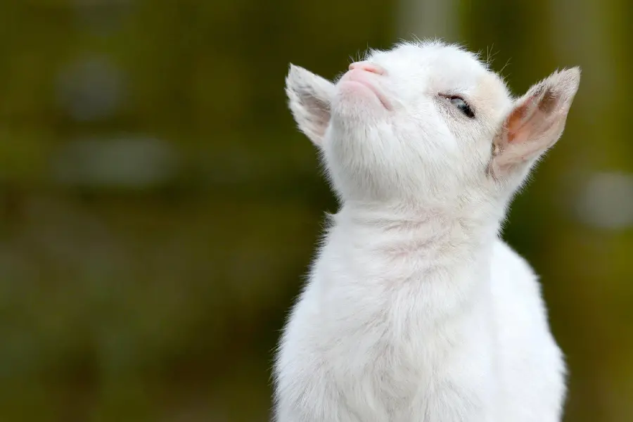 Download Little White Goat Picture High Quality HD