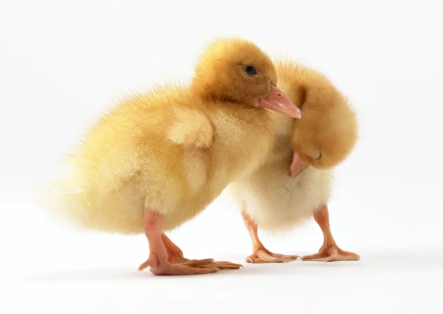 Duck studio photo