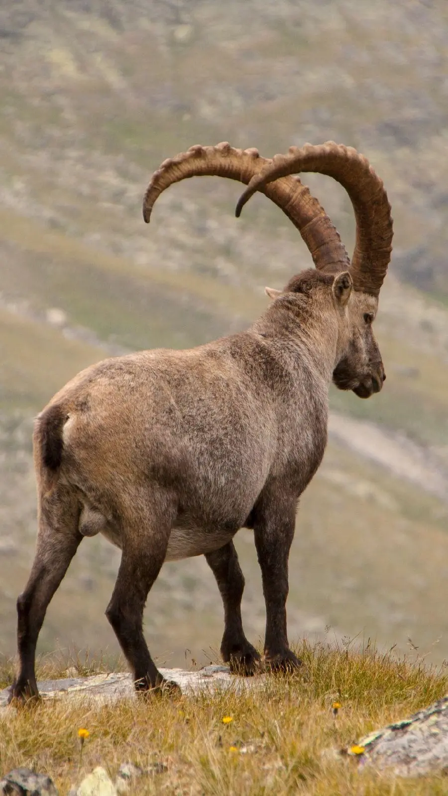 Impressive Mountain Goat Photo for Mobile Wallpaper