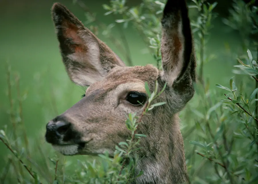 Photo of deer in wildlife documentary