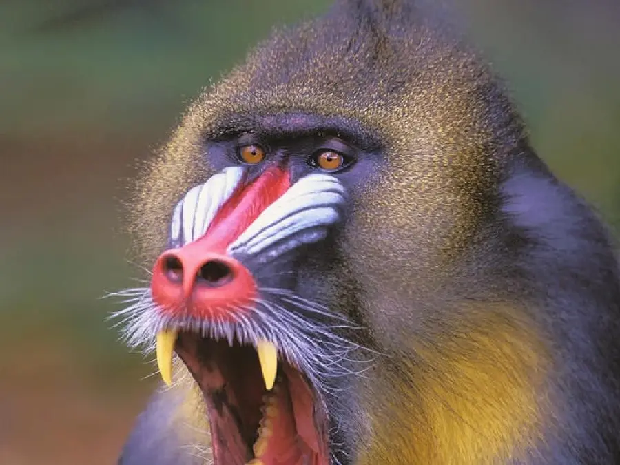 HD Mandrill or Baboon Profile Picture