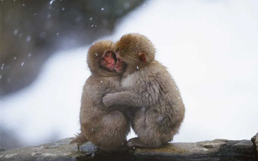 Photo of Two Baby Monkeys