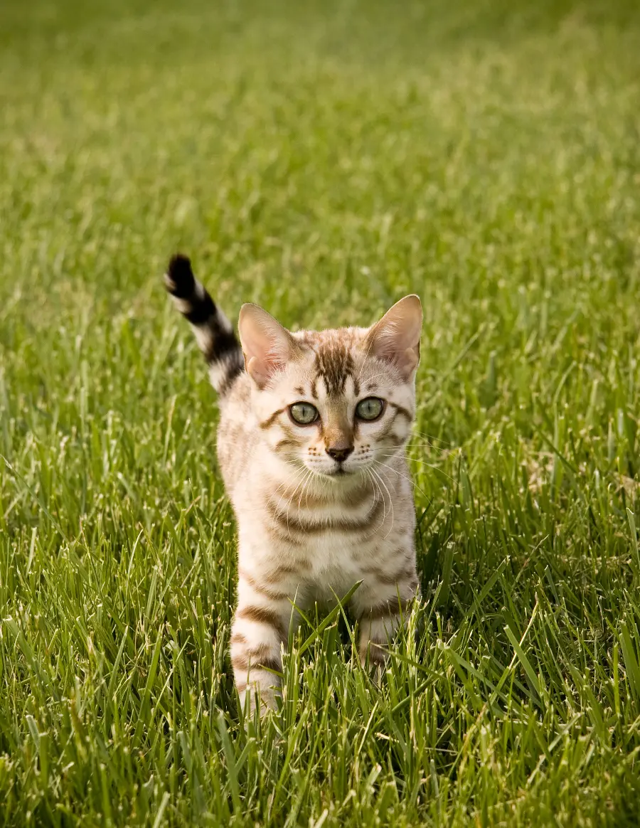 High-quality photo of a lovely kitten in grass