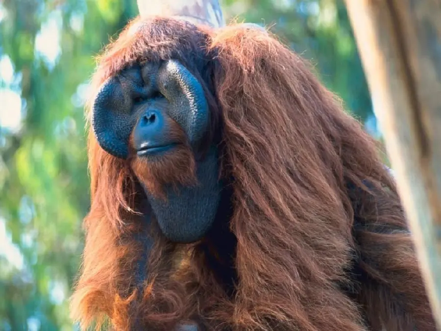Download high-quality photos of interesting and spectacular orangutans