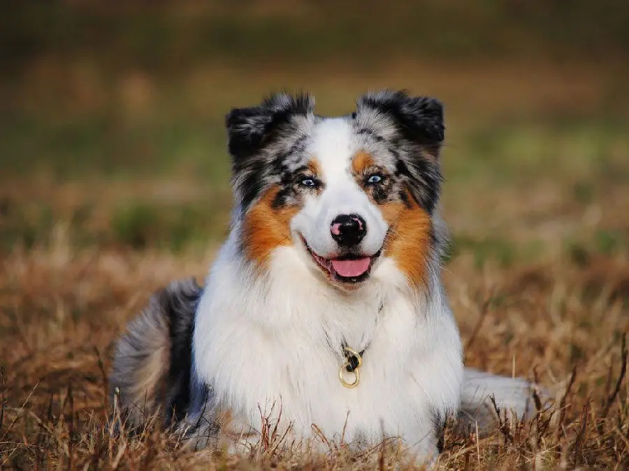 The Most Beautiful Australian Shepherd Dog Picture
