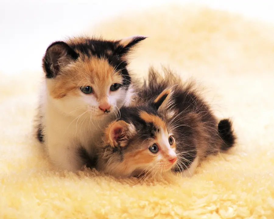 Dog and Cat Pets Wallpaper