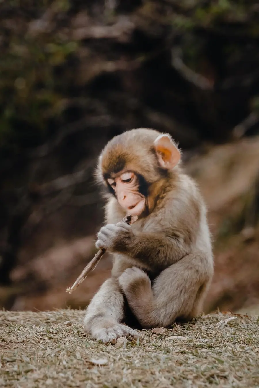 Little Baby Monkey Photo