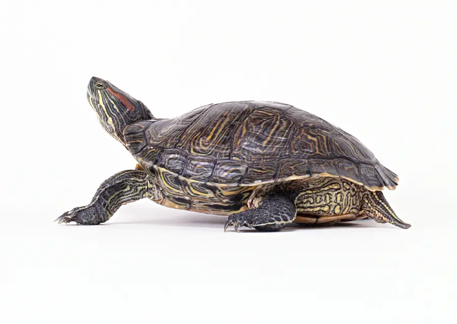High Quality Turtle Photo