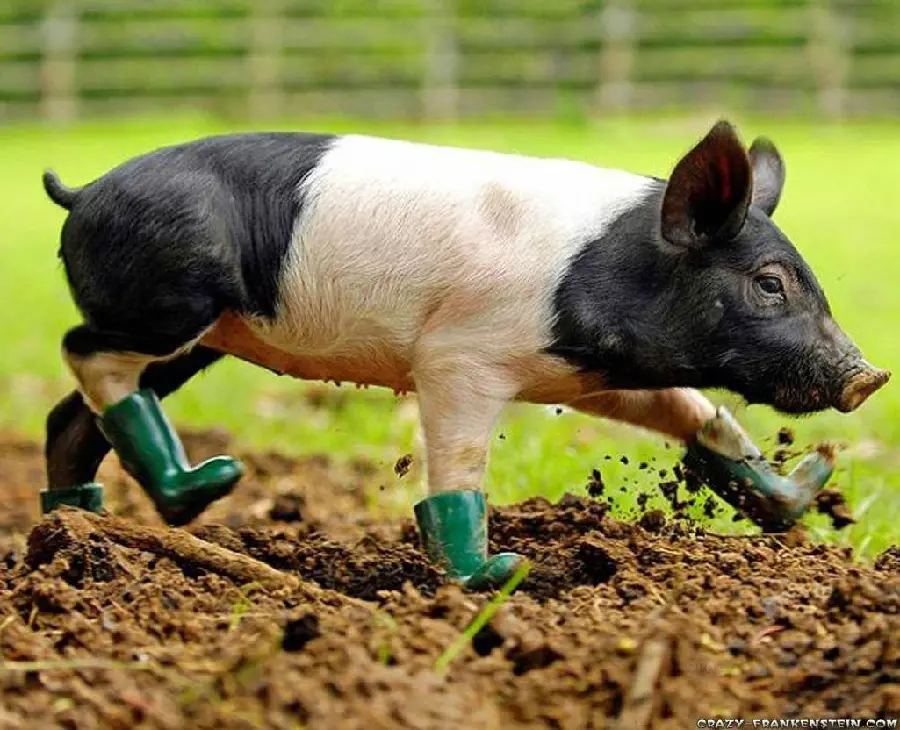Funny Boar with Boots Picture