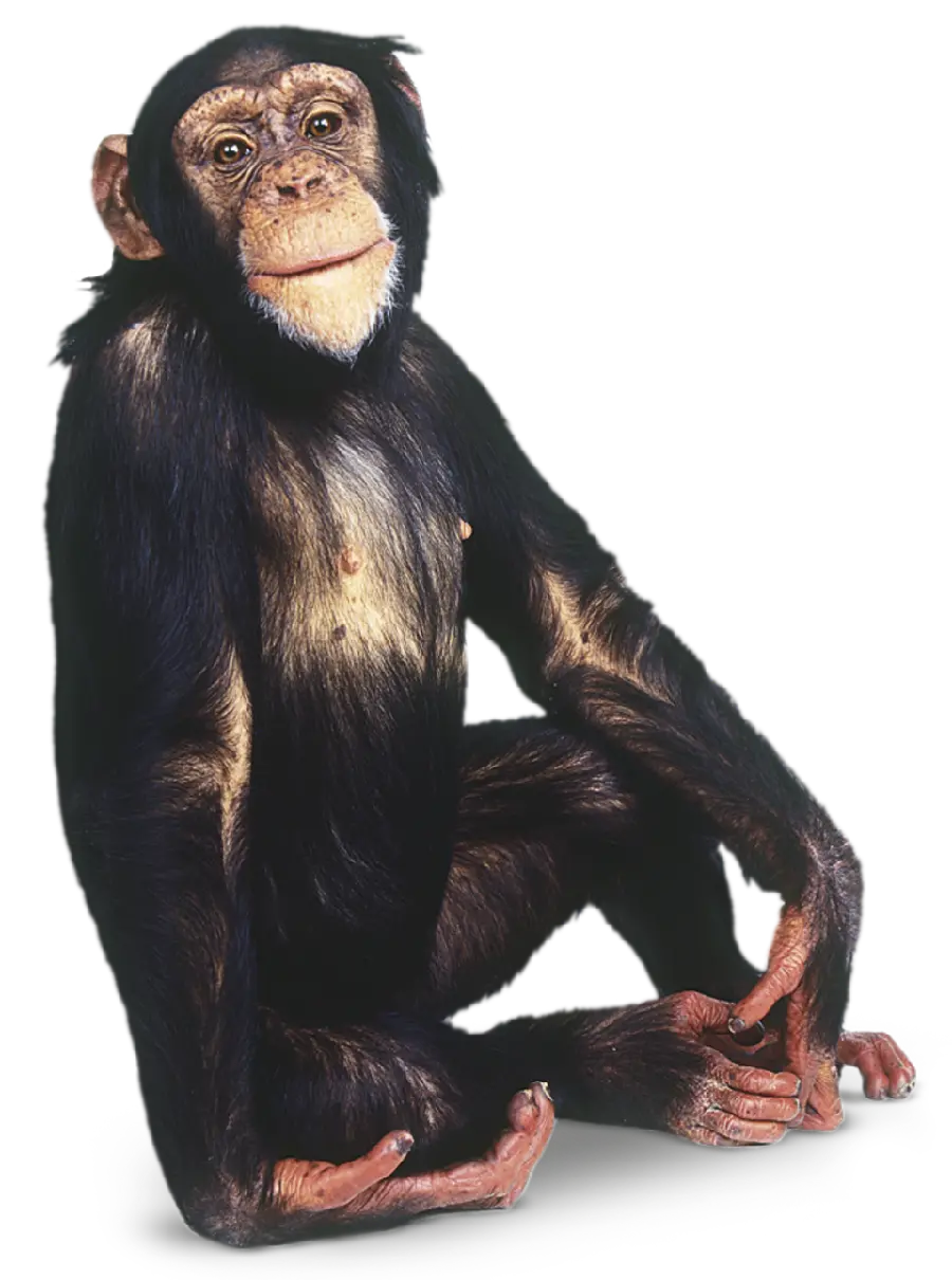 Chimpanzee Baby Photo Cute Png Free Download