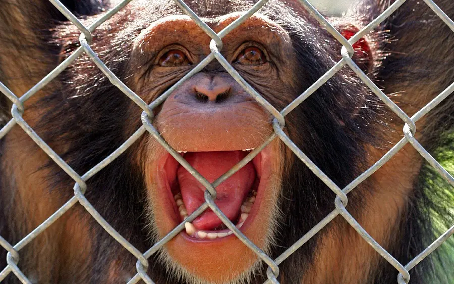 Funny Monkey Photo