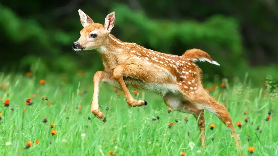 Photo of a baby deer playing and jumping suitable for Windows wallpaper
