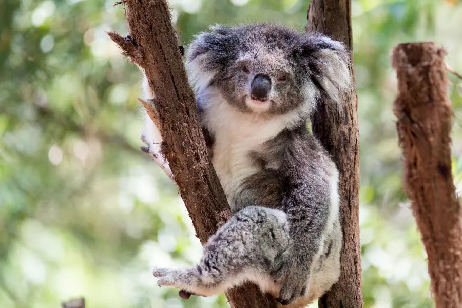 Cute Koala Photo on a Tree in Australia