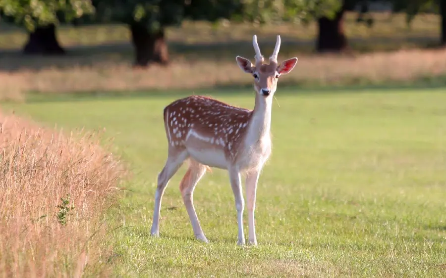 Real big deer picture in the field for free download