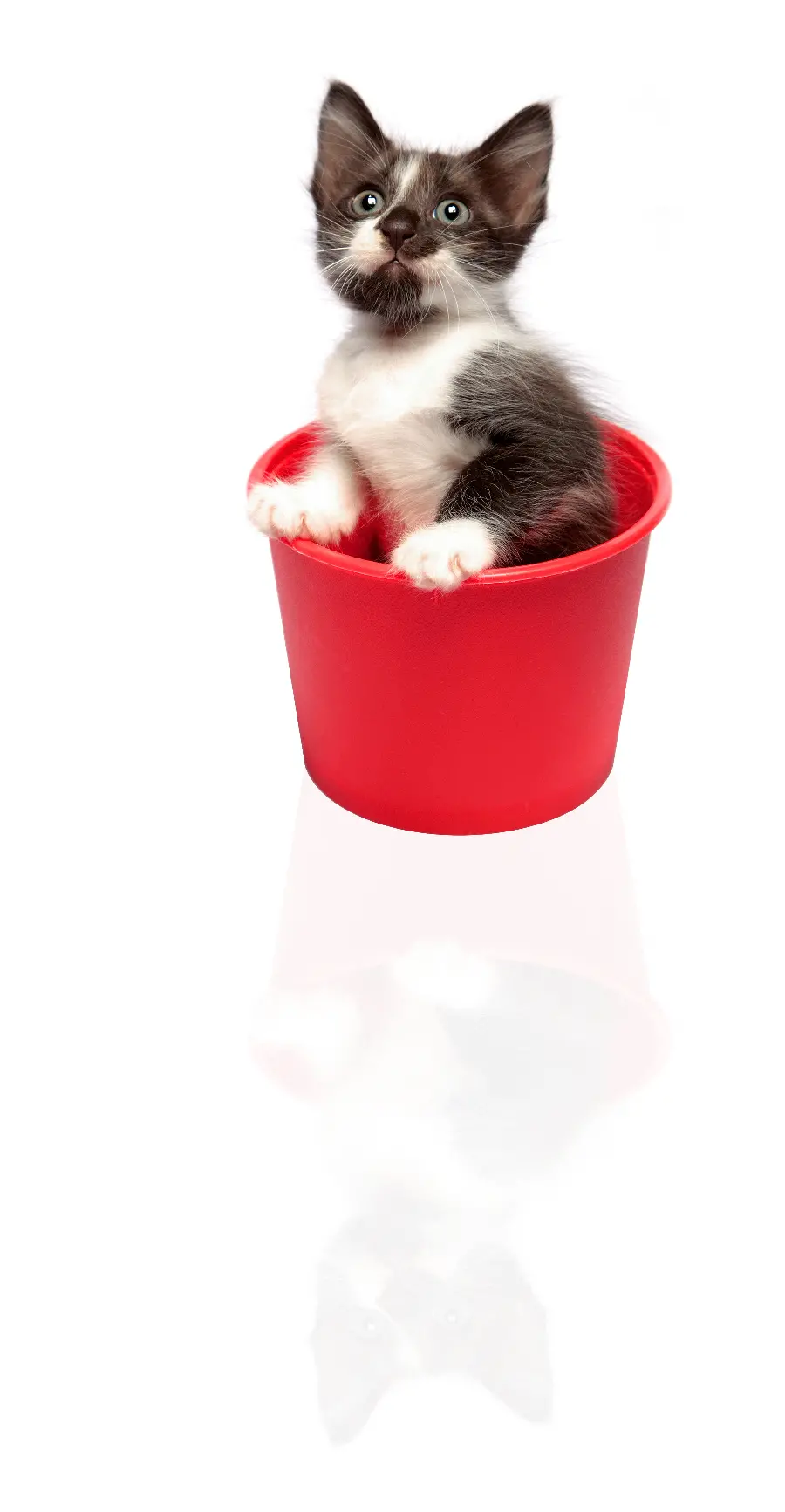 Fun and funny cat wallpaper in a red bucket