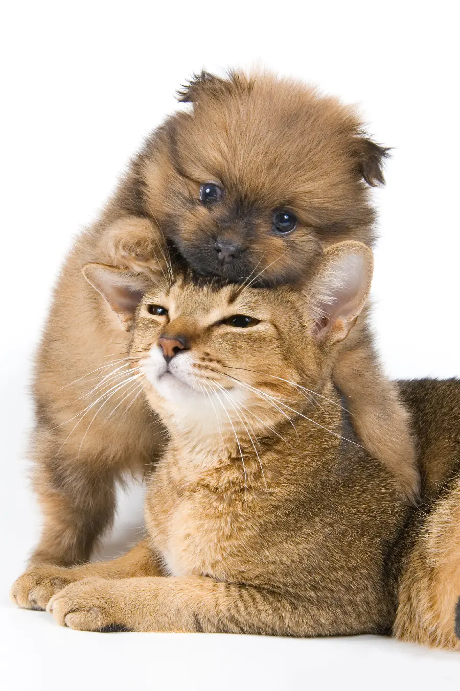 Cat and Dog Photo for Profile