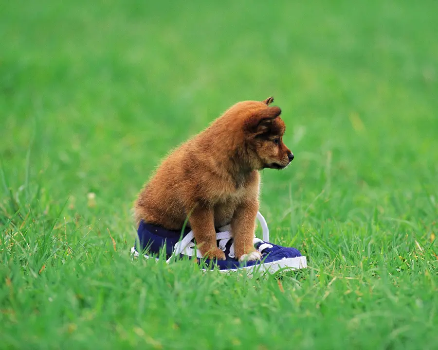 The Latest Pictures of Cute and Short-Haired Iranian and Foreign Domestic Dogs